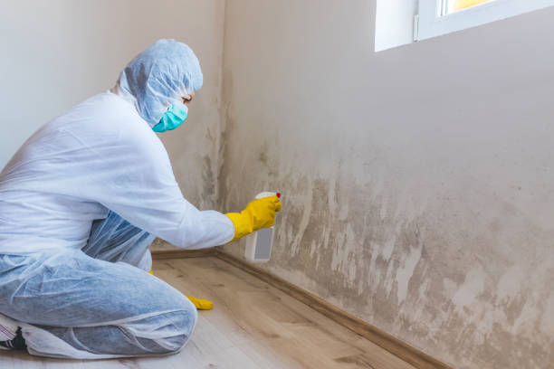 Licensed Basement Mold Remediation service in Middleburg, VA - Mold Remediation HQ