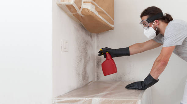 Professional Basement Mold Remediation technician working in Middleburg, VA
