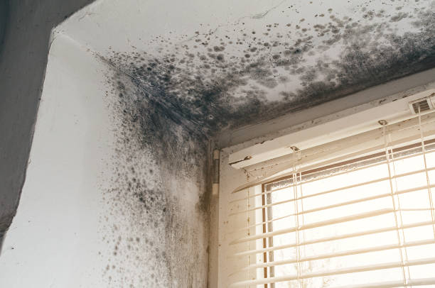 Affordable Basement Mold Remediation solutions in Middleburg, VA