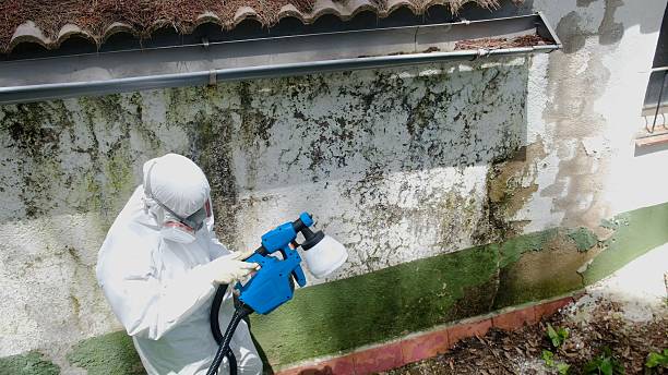 Top rated local Basement Mold Remediation specialists in Middleburg, VA